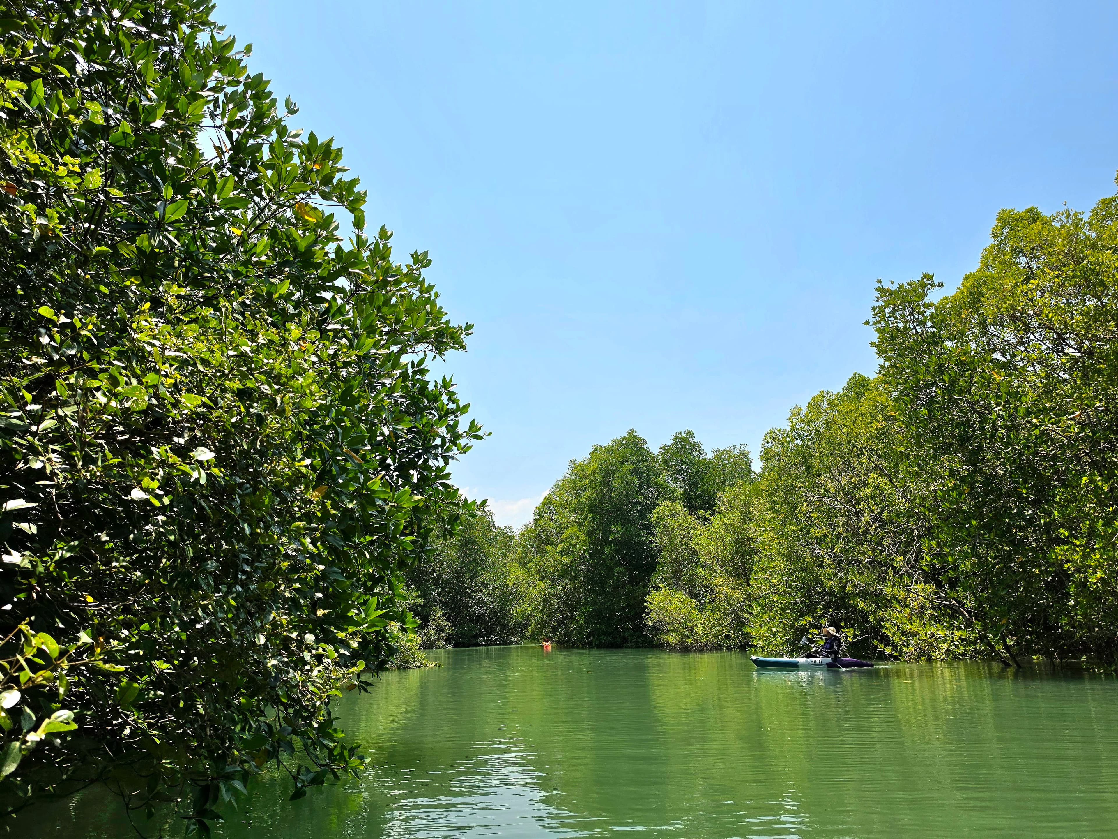 Phuket Mangrove Kayaking by THINN - Photo 4